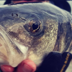 Balık Av Malzemeleri