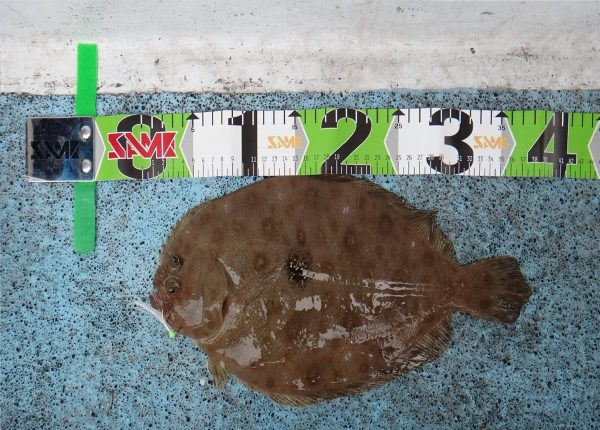 SAME Fishing Measure 120cm - Görsel 3