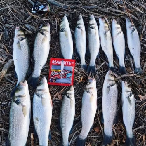 Magbite Snatch Bite Shad 3’’ (7.6 cm)